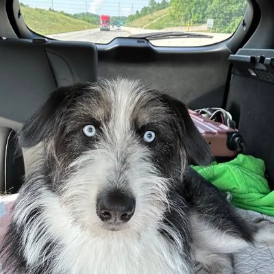 Proudest girl dad out there! Not proud of?My sports teams. Bears and Mets torture my soul. Thank God for my dog. She keeps me sane. mamba4ever. NJ born and bred