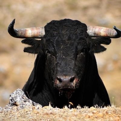 Talafa6's profile picture. 