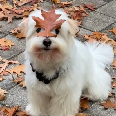 iambaiiimon's profile picture. 