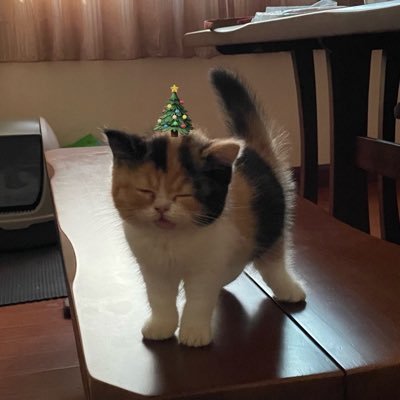 (˙Ⱉ˙ :·) 🍅さんのプロフィール画像