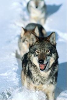 conservwolfpk's profile picture. Conservative Wolfpack is an X page devoted to conservative principles, discussion, humor and respectful back 'n forth.......