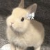 🐰 (@rabbbbbbit69) Twitter profile photo 🐰 (@rabbbbbbit69) Twitter profile photo