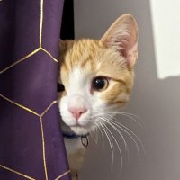 Vio (and 🐱Charlie) (@vio_rs) 's Twitter Profile