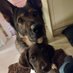 Debz & HeidiGSD RIP ๐ & Dexter Spaniel (@debraki53686485) Twitter profile photo Debz & HeidiGSD RIP ๐ & Dexter Spaniel (@debraki53686485) Twitter profile photo