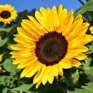 GreenPower998's profile picture. Grün | Antifaschist | #TeamWissenschaft | #TeamMenschenrechte | #GegenHassundHetze | #TeamDemokratie | #TeamSeenotrettung | #Habeck4Kanzler | #TeamHabeck