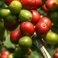 Avanzada de Desarrollo Agro Rural Dominicana (@avanzadacon) 's Twitter Profile