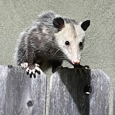 Alightinthewild's profile picture. 