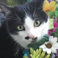 Lisa (@lisadurso22) 's Twitter Profile