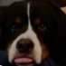 Dog (@jdbeer4u) Twitter profile photo