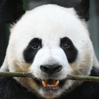 Lingyan | Fan Page (@lingyan_on_sol) 's Twitter Profile Photo