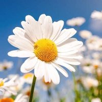 Lizzie Mill 🏴🇮🇱✝️ (@lazydaisy1912) 's Twitter Profile