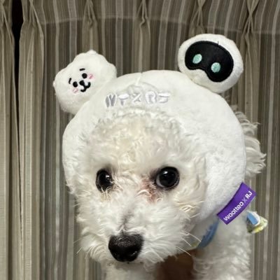 🐹大好きオルペンの関西armyです💜駆け出し声優の長女&こまる🍌🐶&こまめ🫛🐶が東京に🗼、我が家はすいか🍉🐶と楽しく過ごしてます😆夕方には🐶、夜にはストなどを📮してるので見てね💕︎仲良くしてください😊🍀