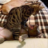 ゲンプル (@call911plzz) 's Twitter Profile