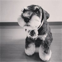 cHocOrANma0_901 (@chocoranma0_901) Twitter profile photo