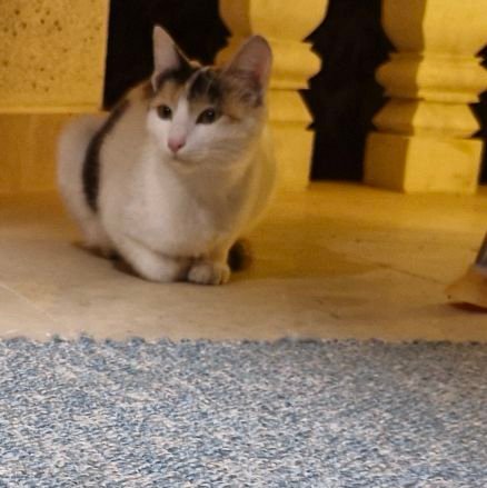 ardeshirsjn's profile picture. 