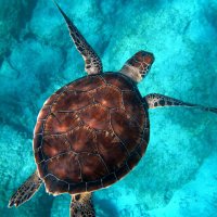 Darren Carr (@wiseoceanpods) 's Twitter Profile