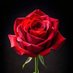 the rose 🥀 (@rosie2777) Twitter profile photo the rose 🥀 (@rosie2777) Twitter profile photo