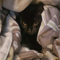 Porridge Queasley (@connietrouble) 's Twitter Profile