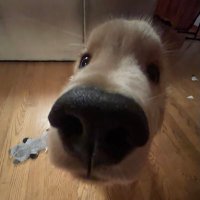 Biscuit!🦴 (@adoggybiscuit) 's Twitter Profile Photo Biscuit!🦴 (@adoggybiscuit) 's Twitter Profile Photo