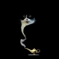 livewire (@fxlr67) 's Twitter Profile