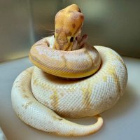 槌 (@u_ntwks_tsuchi) Twitter profile photo