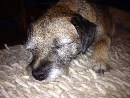 DaMeesy's profile picture. 6 year old border terrier. My hobbies include sleeping, chasing cats and snuggling with my owner tom