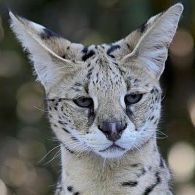 IgnyLite's profile picture. 