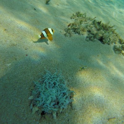 okinawa xg