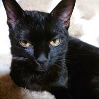 八雲@病み (@yakumo201189) Twitter profile photo