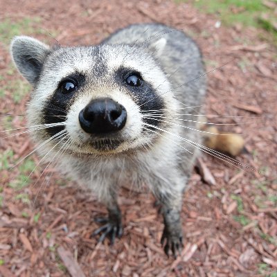 Socdem_Raccoon's profile picture. Gone
