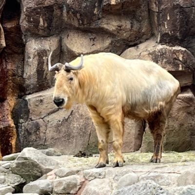 shokuplease1376's profile picture. 道端の植物教えてください