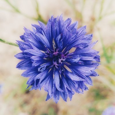 kes_uetles_mjau's profile picture. 