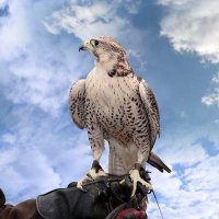 رفيق الغيم (@i4t_d) 's Twitter Profile