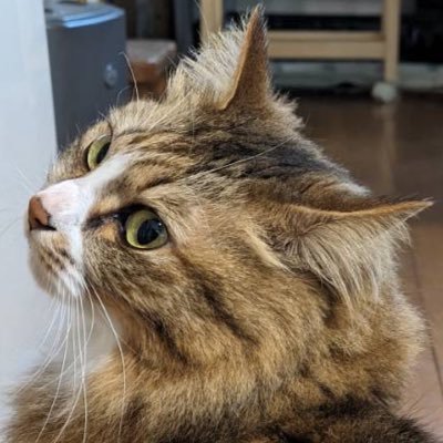 Niob_2525's profile picture. ねこと音楽/旦那様→@ataokarisadesu