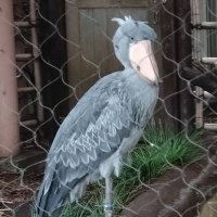 和 61 👓 🪽 (@kazu12041475) 's Twitter Profile Photo