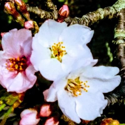 TNKYMMT55555's profile picture. 