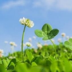 mocchi_ilys's profile picture. Number_i3人推しiLYs❤💙💜元SMAPファン♡母はキムタクさん&Wゆうた推し！ルールとマナーを守って平和で楽しく優しい応援♪【ヘッダー、待受はTOBEガイドラインを守って作成】※ポストした画像の二次加工、転載はNGでお願いします🙏サブ垢お友達募集中🍀