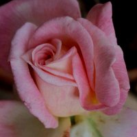 🌱Vaseem (@vaseemsreal) 's Twitter Profile