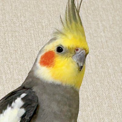 鳥さん専用アカウントです。 めっちゃオカメインコ! 飼い主の自己満足のために存在してる、鳥を愛でる垢♡ 鳥アカさん、仲良くしてください。 オカメインコ4羽と平和にのんびりライフ満喫中♪