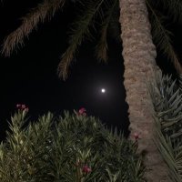 Khalid (@khalid4l42) 's Twitter Profile