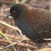 EARTHBOUND BIRDS (@earthboundbirds) Twitter profile photo EARTHBOUND BIRDS (@earthboundbirds) Twitter profile photo