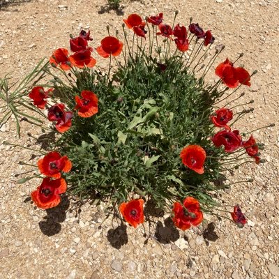 عاشق لصيد والرحلات البرية وعضو فريق عون للانقاذ ومتابع ميداني للأحول الجوية أهوى الغيوم إذا تألق برقها وإذا استدارت في الفضاء ثقالها سبحان من خلق الغيوم وساقها