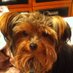 chantalmalenfant (@chantalmalenfan) Twitter profile photo