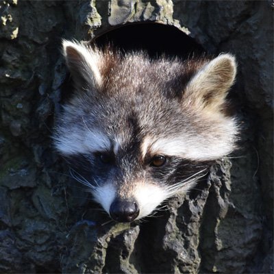 Charlotte_rowa's profile picture. 一：マヨネーズはあらゆる料理、菓子、飲料に推奨する
二：味付けを全て解決する
三：🍶🔛
四：食材は一切を問わない
五：原料は、卵酢油のみ有する
六：盟約に誓い、絶対完食させる
七：他の選択肢はないものとする
八：マヨは、飲料と見なす
九：以上、天使の名のもと絶対不変のルールとする
十：みんななかよくプレイしましょう