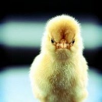 The Angry Chick ♥️ (@leangrychick) 's Twitter Profile
