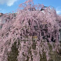 利尻昆布 (@hlm2ed8qm795048) 's Twitter Profile
