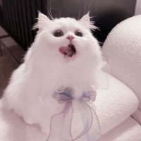 ここな (@pg2tb) 's Twitter Profile