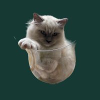Cryptoragdolls.HL (@crypto_ragdolls) 's Twitter Profile Photo Cryptoragdolls.HL (@crypto_ragdolls) 's Twitter Profile Photo