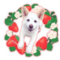 チョビ🐶ひな🐈⬛レオ🐈⬛ (@kikimiiiy) 's Twitter Profile Photo チョビ🐶ひな🐈⬛レオ🐈⬛ (@kikimiiiy) 's Twitter Profile Photo