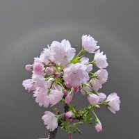 宮城野の月 (@aoitsukioboro7) 's Twitter Profile